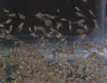 tilapiafry Tilapia Fingerlings Production
