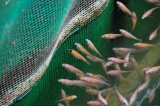 tilapiafry1 Modern Way of Producing Tilapia Fingerlings