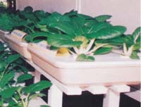 Figure 2 Chinese Mustard Grown by Trough Hydroponics