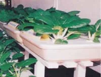 Simple Hydroponic System 3 Figure 2 Chinese Mustard Grown by Trough Hydroponics