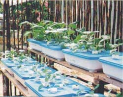 Figure 3 Trough Hydroponics Is Suitable for Small Areas