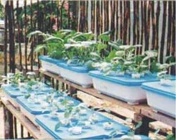 Simple Hydroponic System 4 Figure 3 Trough Hydroponics Is Suitable for Small Areas