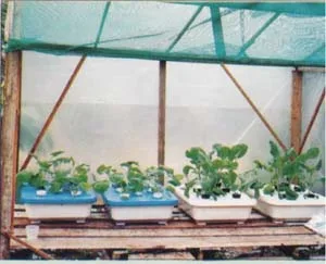 Simple Hydroponic System 5 Figure 4 Trough Hydroponics for Small-Scale Production of Vegetables