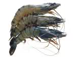 shrimp farming technique