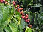 coffee plant