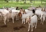 goat farming