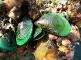 green mussel
