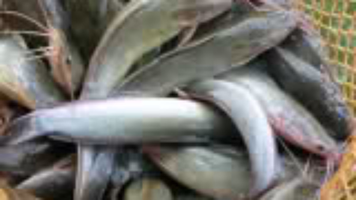 Catfish Hito Raising Pinoy Bisnes Ideas