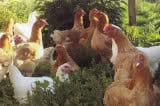 Raising Free-Range Chickens 1