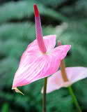 anthurium