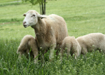 raising sheep