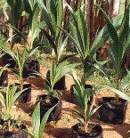 macapuno seedlings