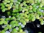 Duckweeds