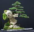 bonsai