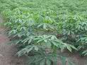 bioethanol cassava