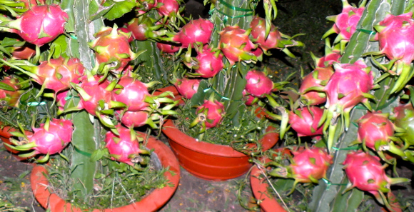 dragon fruit