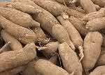 cassava production guide