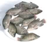 nile tilapia