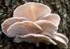 Pleurotus