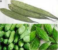 Ampalaya Production Guide 1 ampalaya varieties