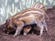 Baboy-ramo: A good source of food and bucks 1 Philippine wild pig