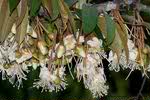 Durian Flower