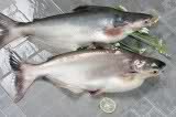 Pangasius