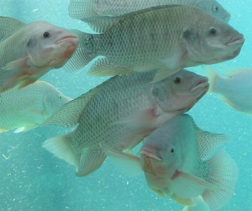 How To Raise Tilapia In The Backyard Pinoy Bisnes Ideas