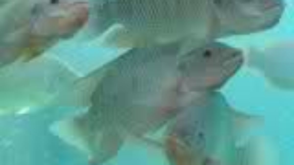 How To Raise Tilapia In The Backyard Pinoy Bisnes Ideas