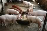 swine and hog raising