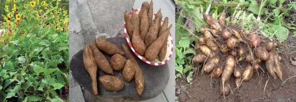 yacon root crops