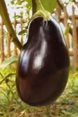 organic eggplant