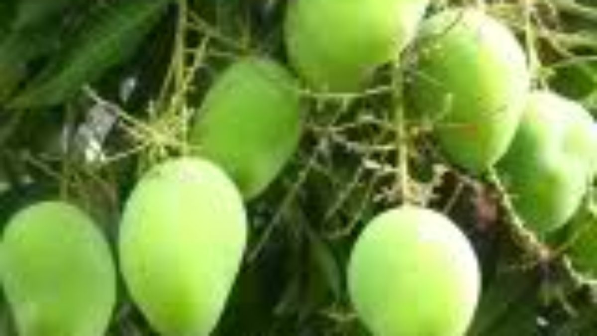 katchamita mango