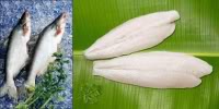 pangasius fillet