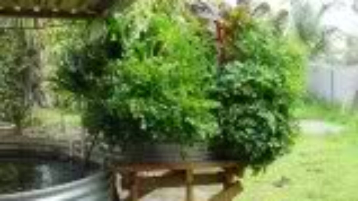 Backyard Aquaponics Pinoy Bisnes Ideas