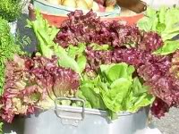 lettuce production guide