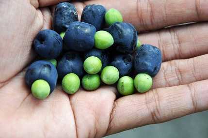 Potential food products from “Batanes berries” explored 1 Fruits from the Arius which processed to develop various products such as wine and tea. PHOTO: WPOLLISCO