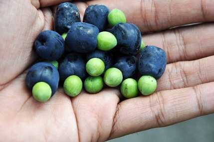 Fruits from the Arius which processed to develop various products such as wine and tea. PHOTO: WPOLLISCO