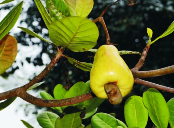 Money-making potential of cashew through value-adding technologies 1 cashew nut