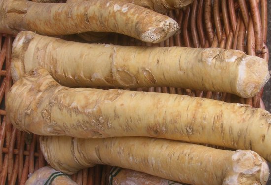 horseradish