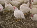 chicken farm business
