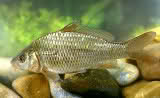 carp