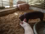Swine Raising