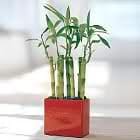 Lucky Bamboo as a Lucrative Business 2