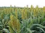 sweet sorghum