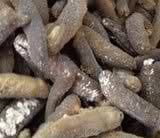dried sea cucumber