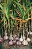 garlic