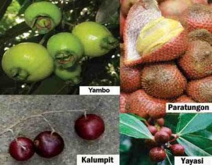 pinoy fruits