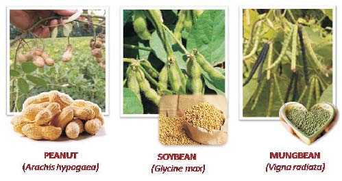 When your food takes good care of you and the soil, too! 1 peanut - soybean - mungbean
