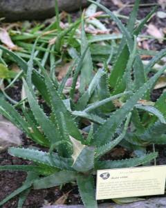 Aloe Vera Production Guide 1 Aloe Vera (Aloe)